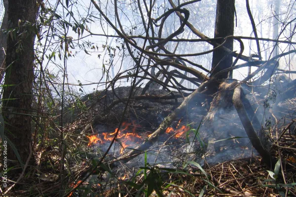 Bild: Brasilien: Brände im Amazonasgebiet schlimmer als 2019