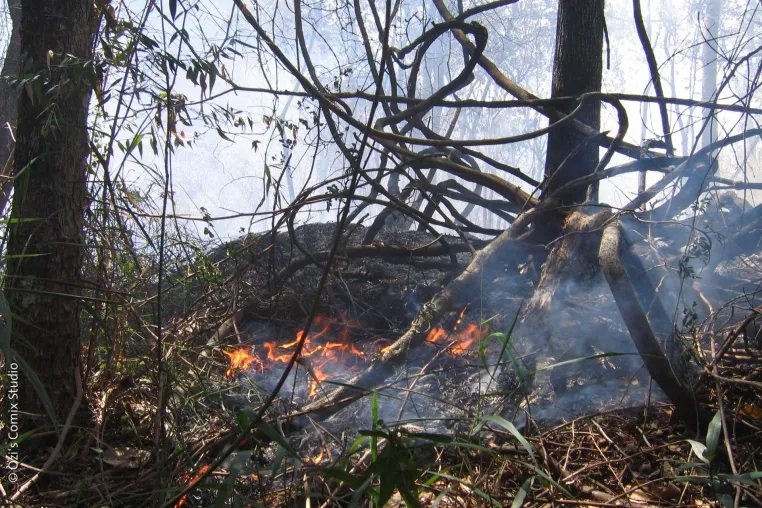 Bild: Brasilien: Brände im Amazonasgebiet schlimmer als 2019