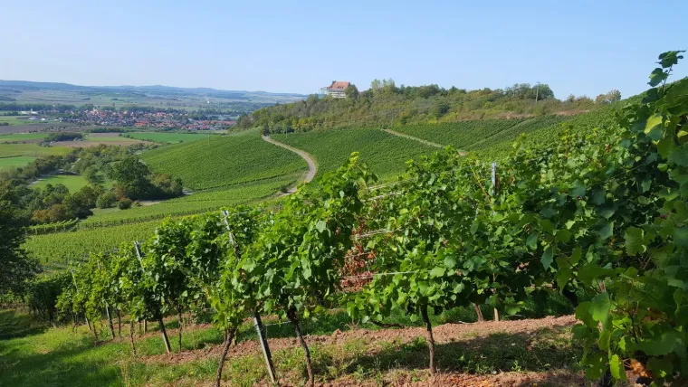 Bild: GPS Audio Guide führt Gäste auf dem Weinwanderweg Ipsheim