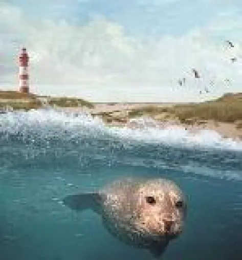 Bild: Die Nordsee – Unser Meer ist Kinderfilm des Monats September 2013