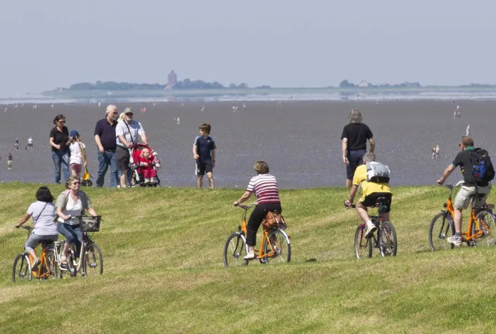Bild: Rad fahren zwischen Heide und Meer