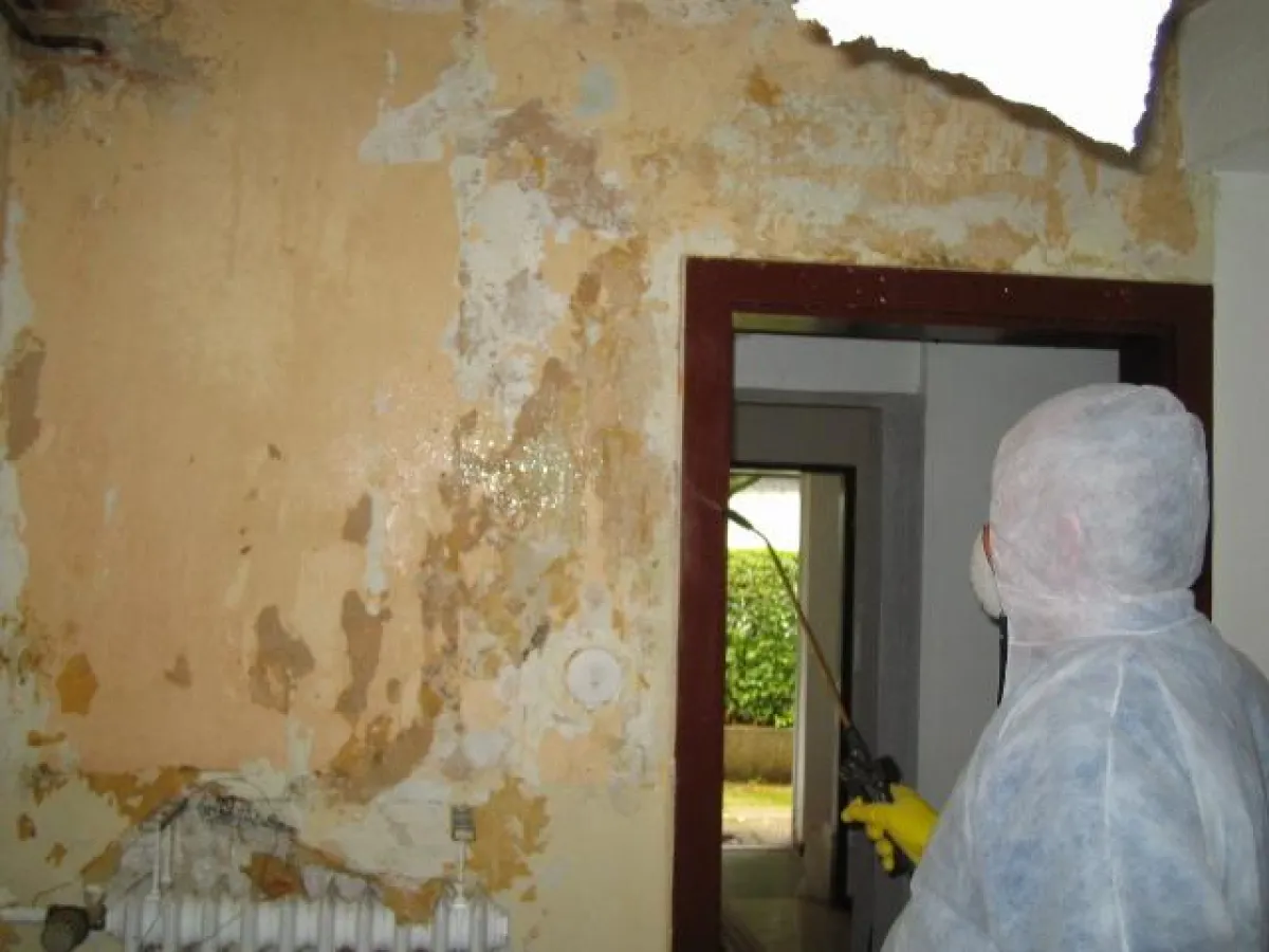 Schadensbild Schimmelbefall Quelle: Fa. Jati