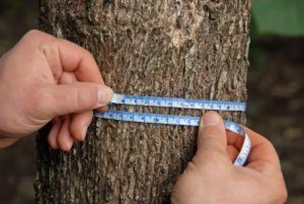 Bild: Sachwerte-Boom: Anleger prämieren Edelholz-Investments von ShareWood