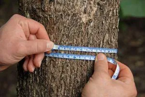 Sachwerte-Boom: Anleger prämieren Edelholz-Investments von ShareWood Bild: Sachwerte-Boom: Anleger prämieren Edelholz-Investments von ShareWood