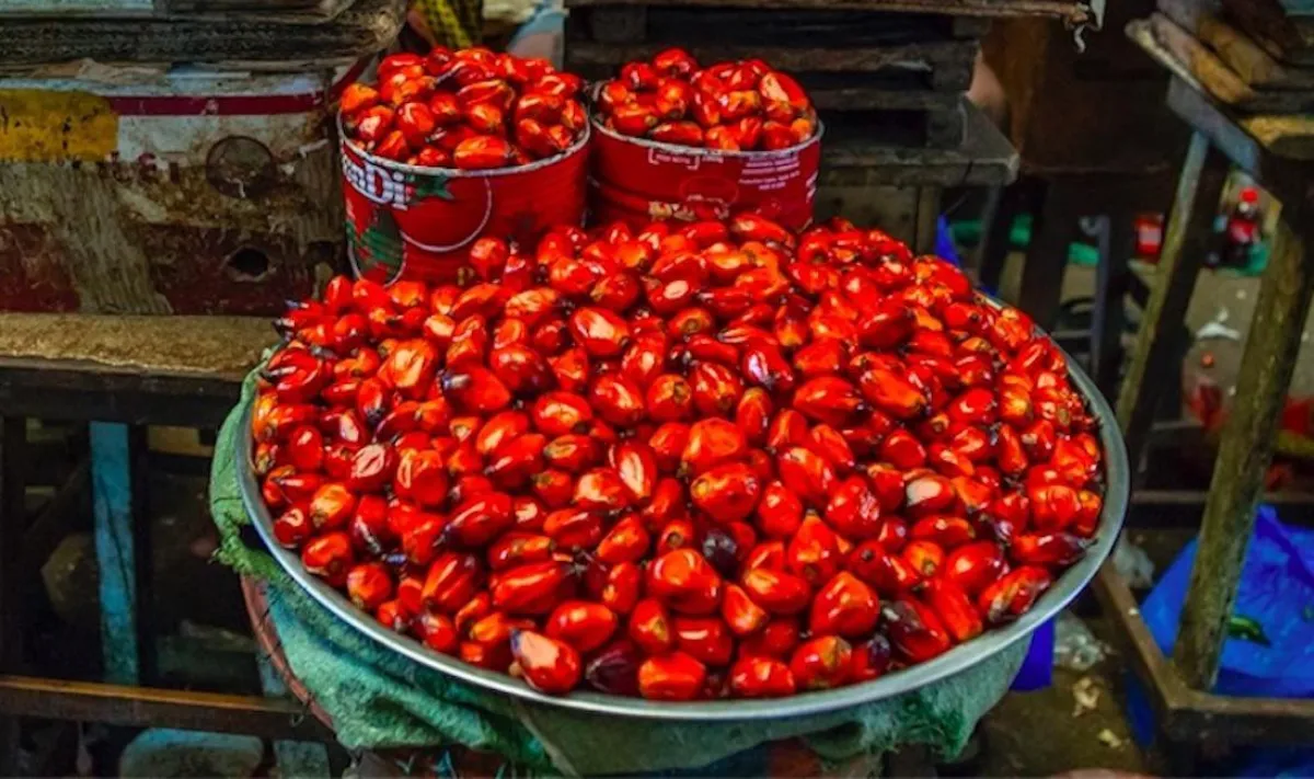 Palmöl - eine umstrittene Ölpflanze