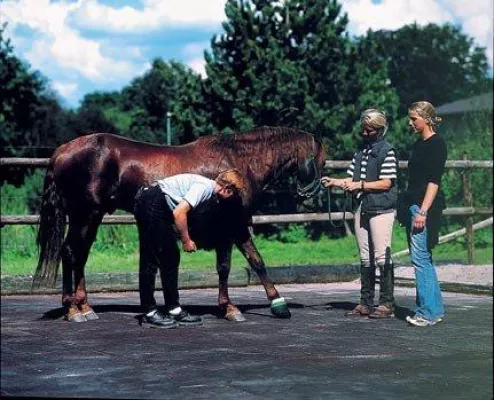 Bild: Wirtschaftliche Bodenbeläge für die Pferdehaltung aus Regupol