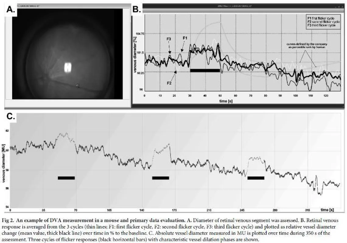 Retinale Gefäßanalyse nun erstmals auch an der Maus (© Imedos Systems GmbH)