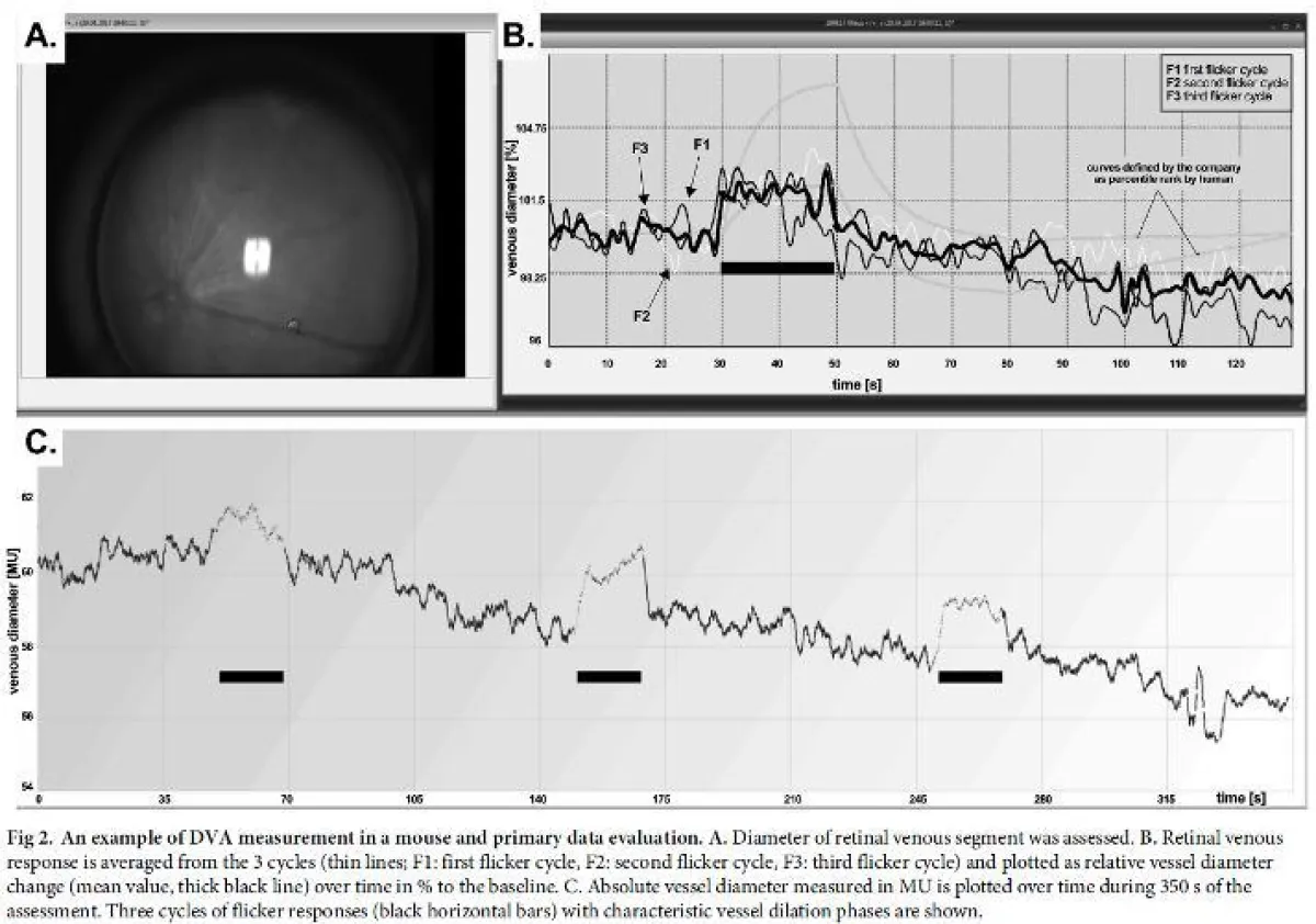 Retinale Gefäßanalyse nun erstmals auch an der Maus (© Imedos Systems GmbH)