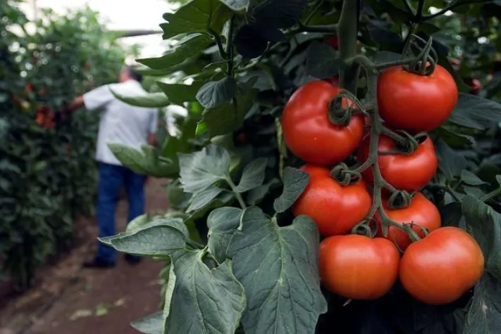 Bild: Frische aus dem Süden Spaniens