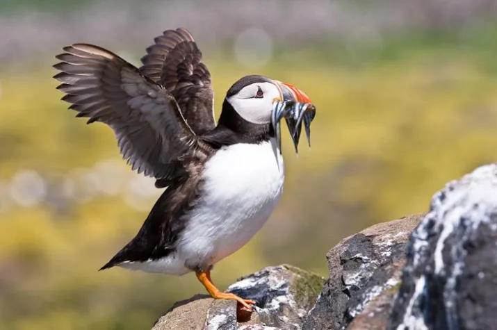 Bild: Fotoreise Papageitaucher in England