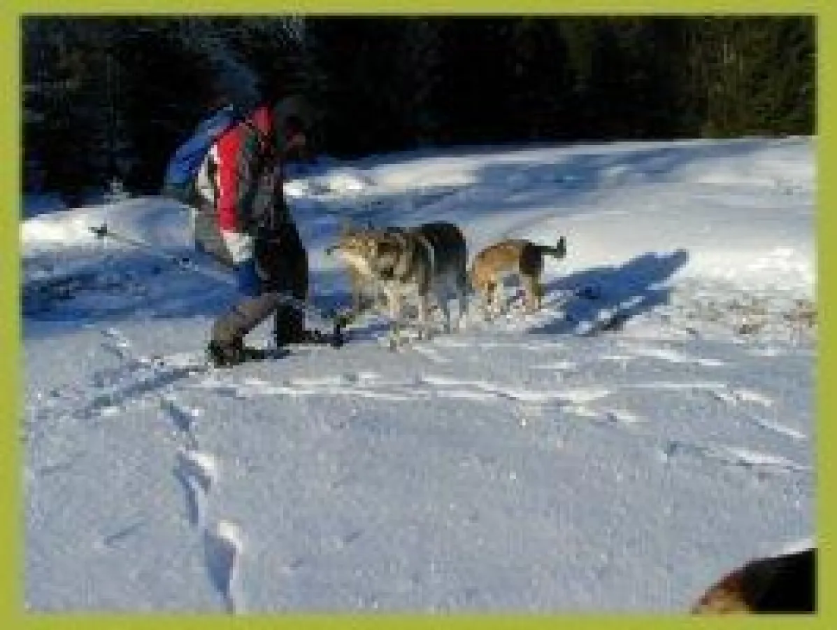 Winterurlaub mit Hund in Bayern