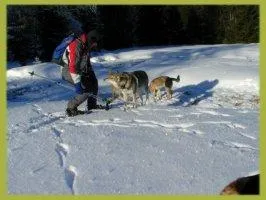 Auch der Hund darf mit in den Schnee Bild: Auch der Hund darf mit in den Schnee