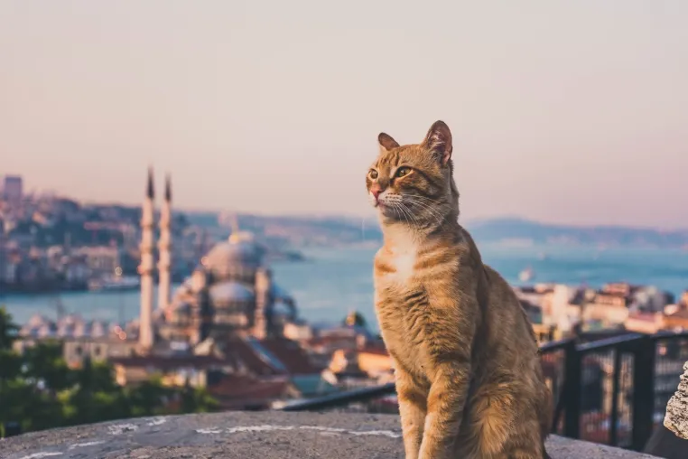 Bild: Jenseits der berühmten Sehenswürdigkeiten: Die Katzen von Istanbul