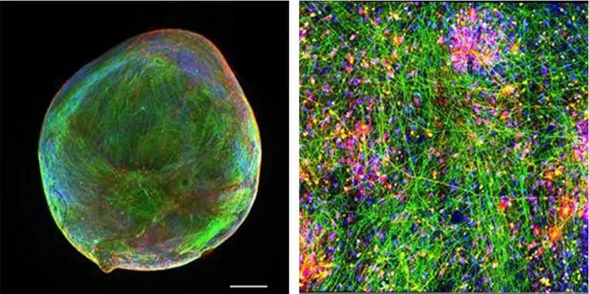 Bioengineered Neuronal Organoids ab sofort bei myriamed erhältlich