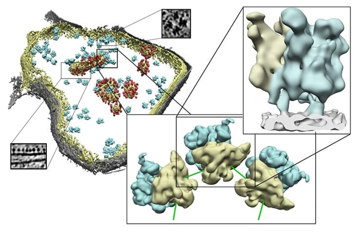 Die Struktur der Ribosomen in Mitochondrien Links: Elektronentomographisches Bild eines Mitochondriu