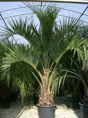 Bild: Pflanzen mieten oder Deko-Pflanzen für Veranstaltungen und Veranstaltungen kaufen - ein Vergleich