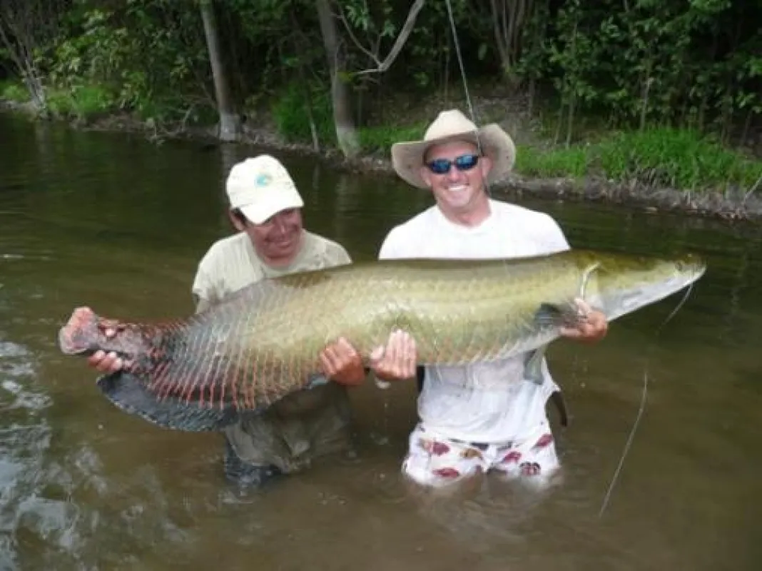 Begehrte Trophäe bei Sportanglern: der Arapaima