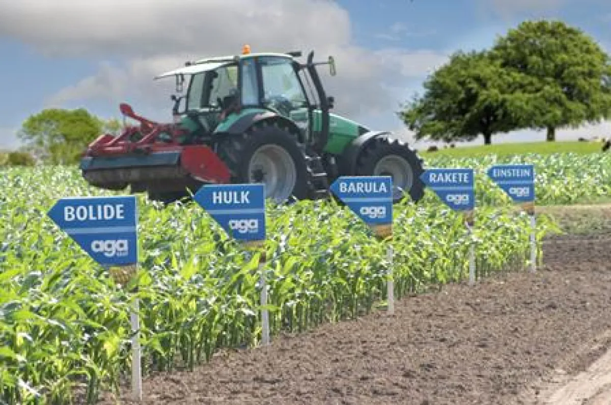 Die neuen agaSAAT Maissorten auf den Demoflächen in Neukirchen-Vluyn