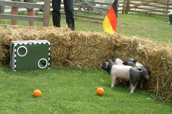 Bild: Bio-Glücksschwein der Nationalelf lebt auf der Domäne Dahlem in Berlin
