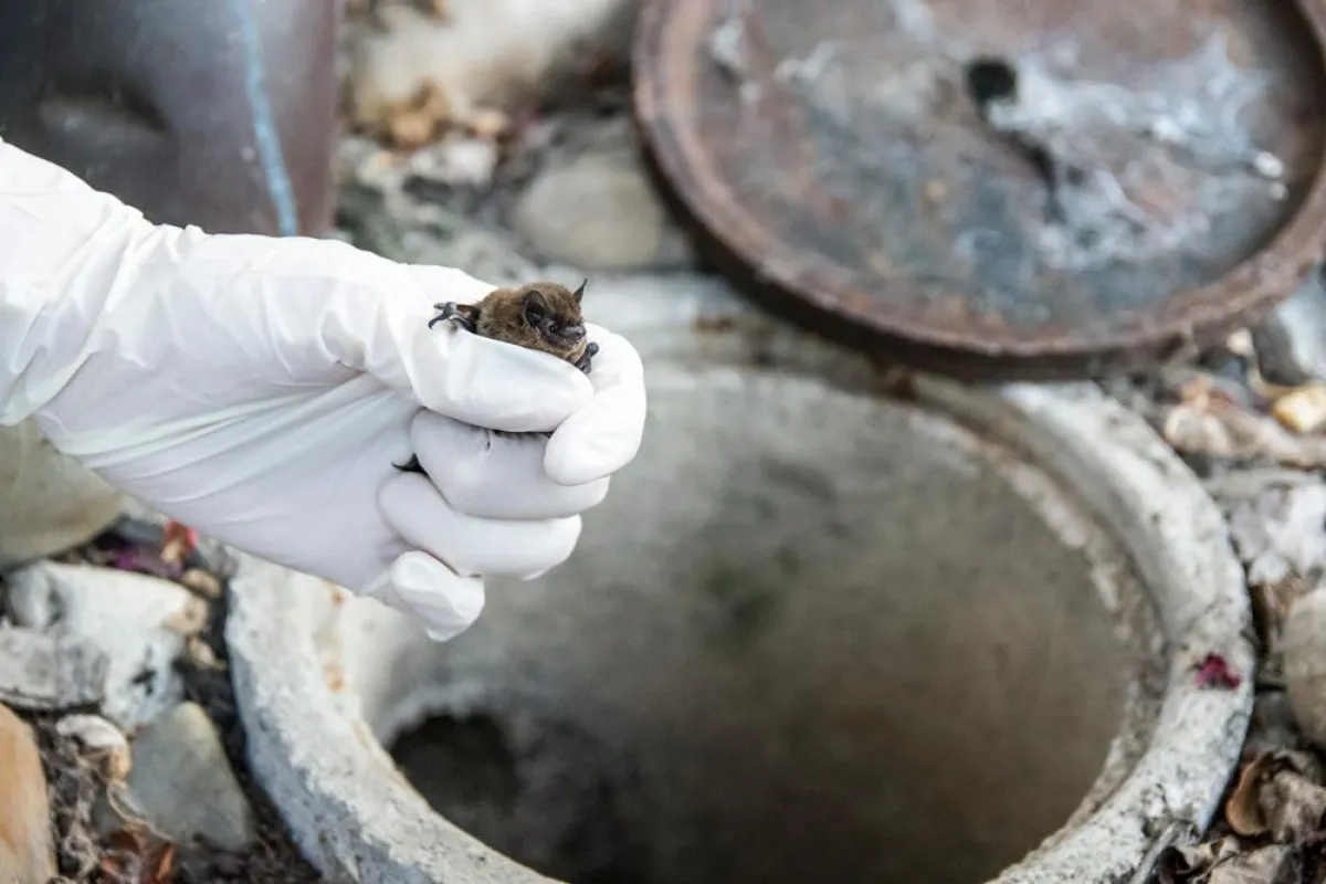 Die Suche nach einem Paarungsquartier wurde für die Rauhautfledermaus zur Todesfalle (Foto: M.Beck)