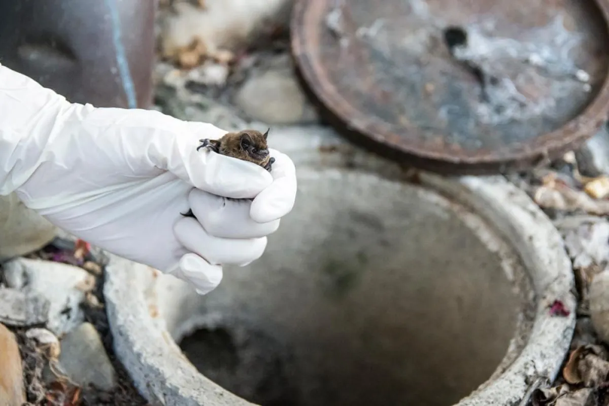 Die Suche nach einem Paarungsquartier wurde für die Rauhautfledermaus zur Todesfalle (Foto: M.Beck)