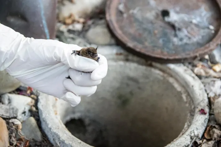 Todesfalle Regenrinne Bild: Todesfalle Regenrinne