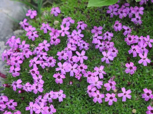 Bild: Sonnenblumen, Phloxe und Orchideen