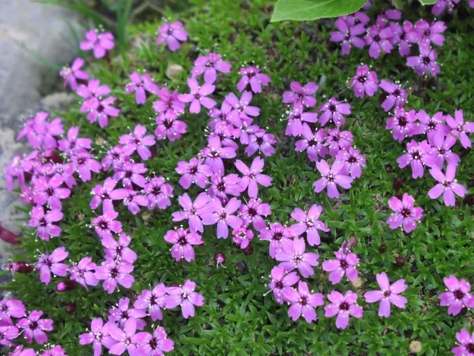 Bild: Sonnenblumen, Phloxe und Orchideen
