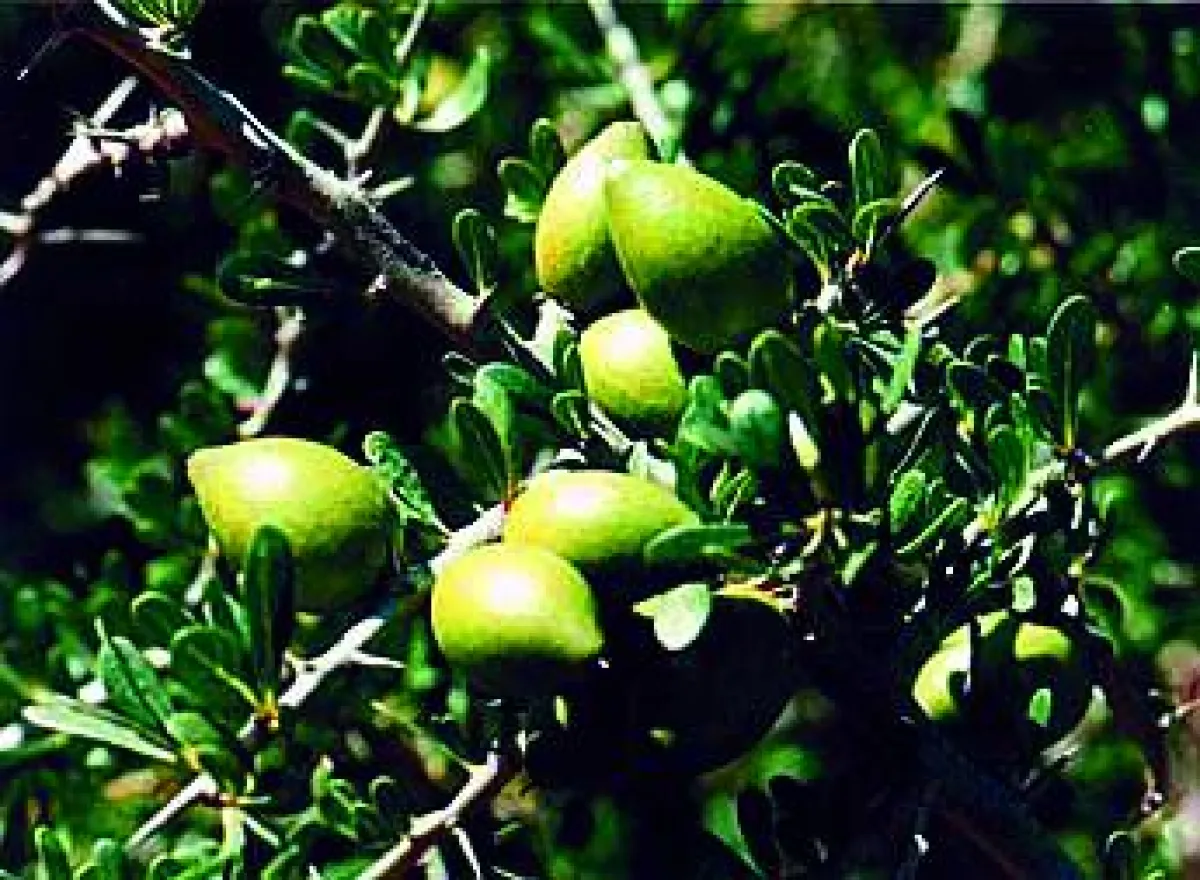 Das reichhaltige Öl wird aus der Frucht des Arganbaumes gewonnen
