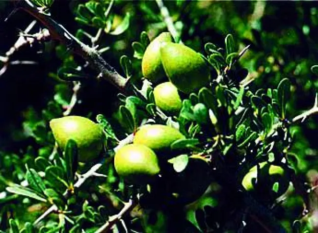 Bild: Arganöl in der Küche