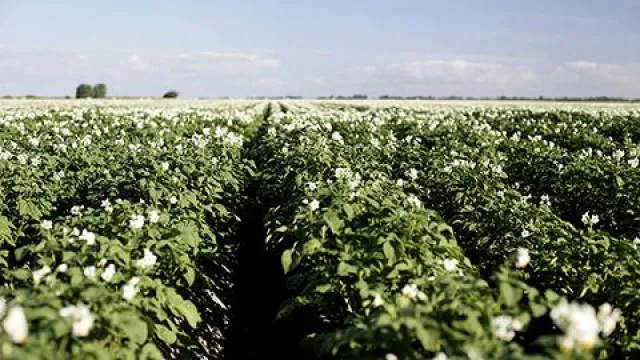 Der Kartoffelkalender – was passiert wann? Bild: Der Kartoffelkalender – was passiert wann?