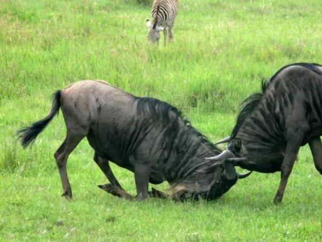 Bild: Auf den Spuren der großen Tierwanderung durch Kenia
