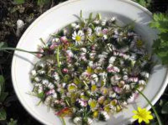 Bild: Tiger, Delfine und Gänseblümchen helfen Kindern