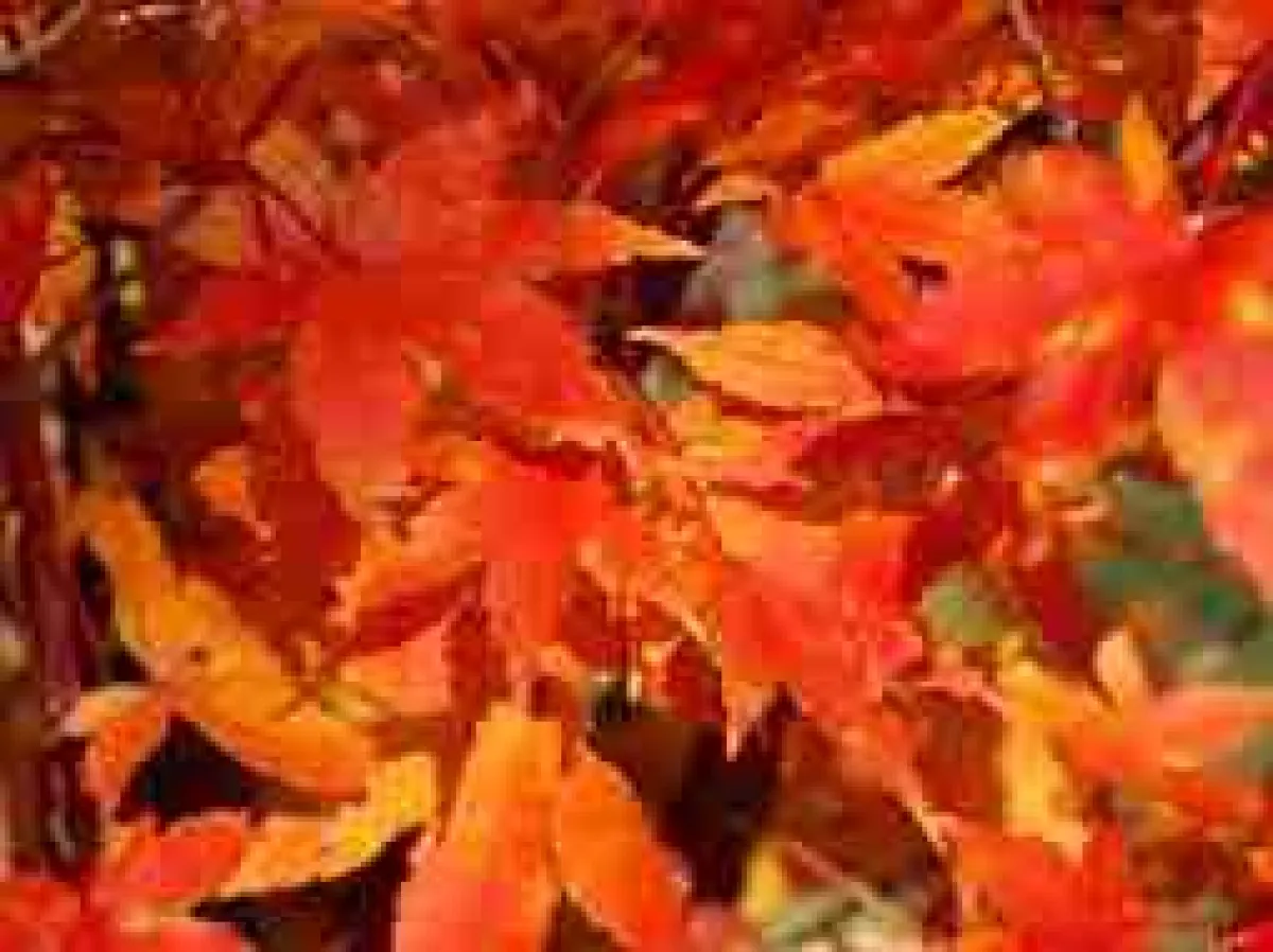 Rotes Laub © Morguefile