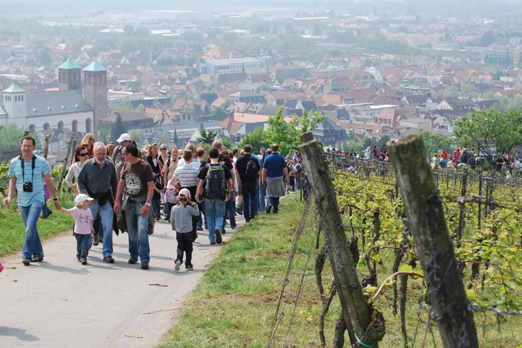 Bild: 25. Bergsträßer Weinlagenwanderung am 1. Mai 2012