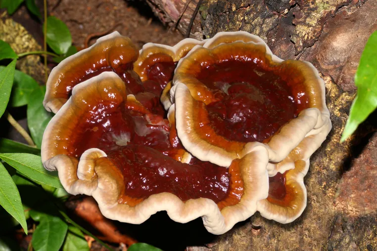 Bild: Reishi: Gesundheit im Gleichgewicht mit dem "Vitalpilz der Unsterblichkeit"