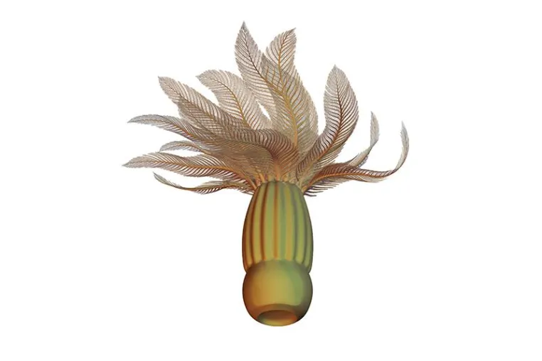 Visiting researcher at Kassel University solves riddle of Cambrian fossils Bild: Visiting researcher at Kassel University solves riddle of Cambrian fossils