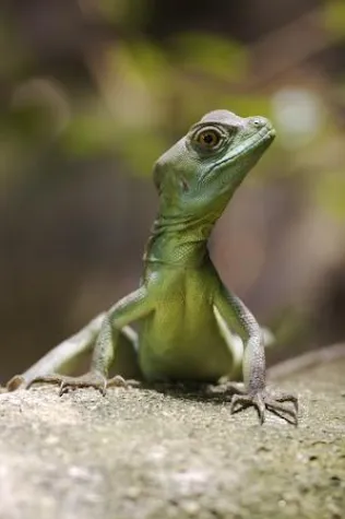 Bild: Grundlagen der Makrofotografie im Reptilium-Landau