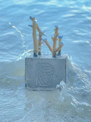 Neue Korallenschutz-Methode auf Baros Maldives zum Mitmachen Bild: Neue Korallenschutz-Methode auf Baros Maldives zum Mitmachen