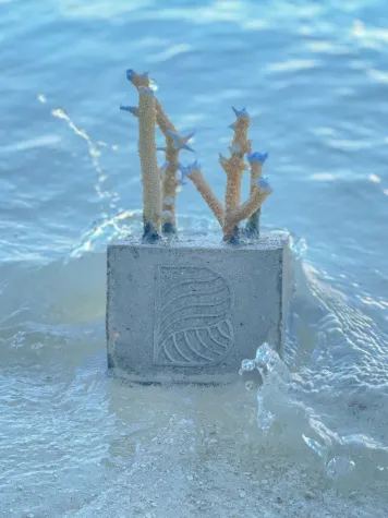 Neue Korallenschutz-Methode auf Baros Maldives zum Mitmachen Bild: Neue Korallenschutz-Methode auf Baros Maldives zum Mitmachen