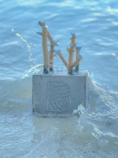 Bild: Neue Korallenschutz-Methode auf Baros Maldives zum Mitmachen 