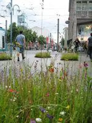 Bild: Wiesenblumen - Natur pur- Aktionskünstler Kurt Fleckenstein in Mannheim