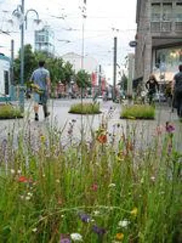 Bild: Wiesenblumen - Natur pur- Aktionskünstler Kurt Fleckenstein in Mannheim