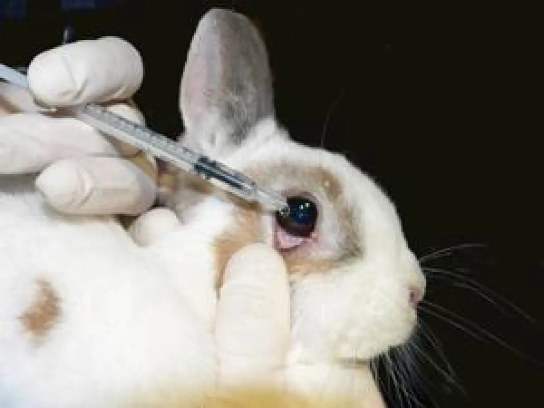 Die EU will Kaninchen und andere Tiere weiter für Kosmetika leiden lassen