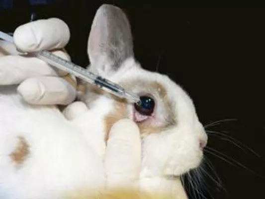 Bild: EU will Verbot von Tierversuchen für Kosmetika verschieben