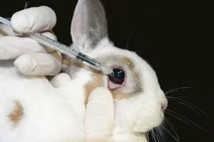 Bild: EU will Verbot von Tierversuchen für Kosmetika verschieben