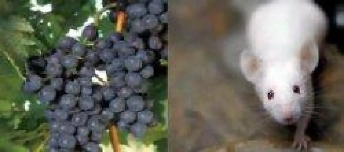 Resveratrol wirkt lebensverlängernd bei Mäusen