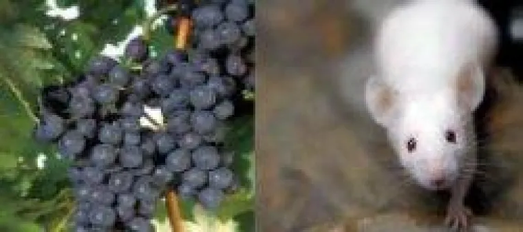 Bild: Gesunde Dickleibigkeit?