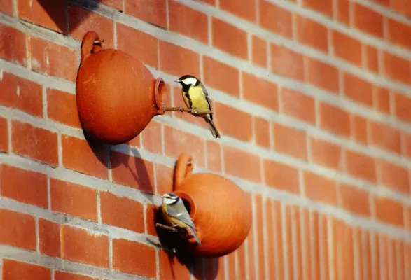 Hilfe für befallene Kastanien+ Meisen vertilgen Kastanienminiermotten+Jetzt schnell noch Nisthilfen aufhängen Bild: Hilfe für befallene Kastanien+ Meisen vertilgen Kastanienminiermotten+Jetzt schnell noch Nisthilfen aufhängen