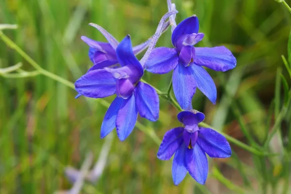 Bild: Blume des Jahres 2026 wird an der TH Bingen erforscht